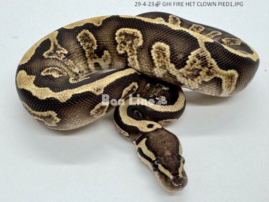 GHI FIRE HET CLOWN PIED